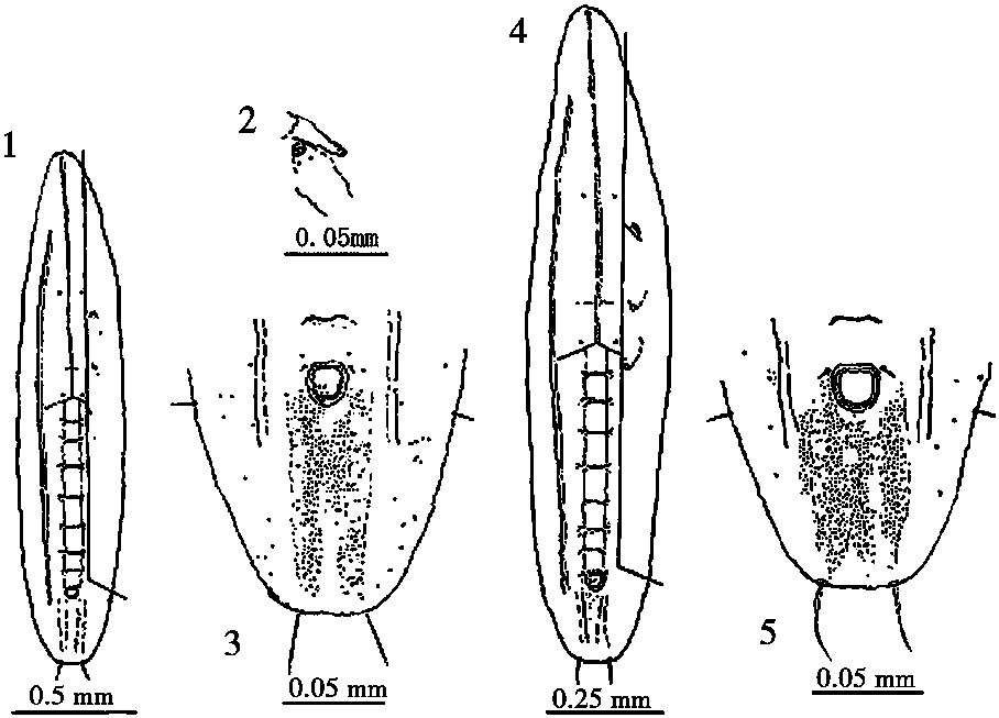 9.神秘禾粉虱